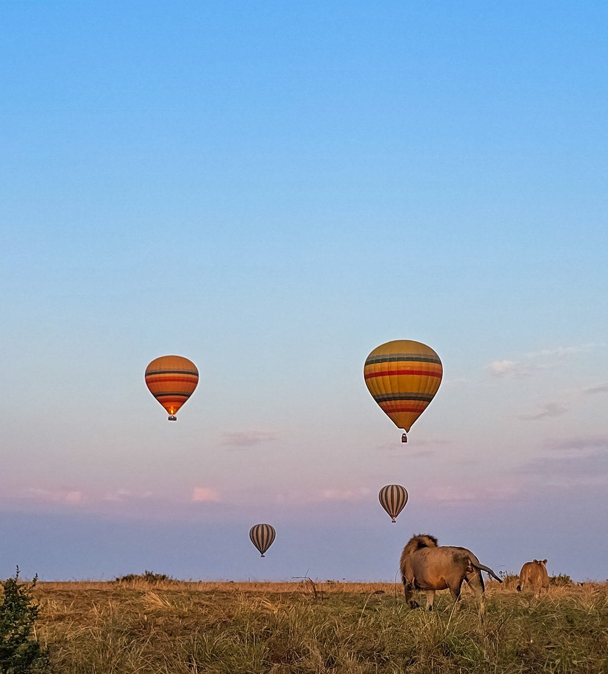 Lions walking across the savannah at sunrise with hot air balloons behind them
