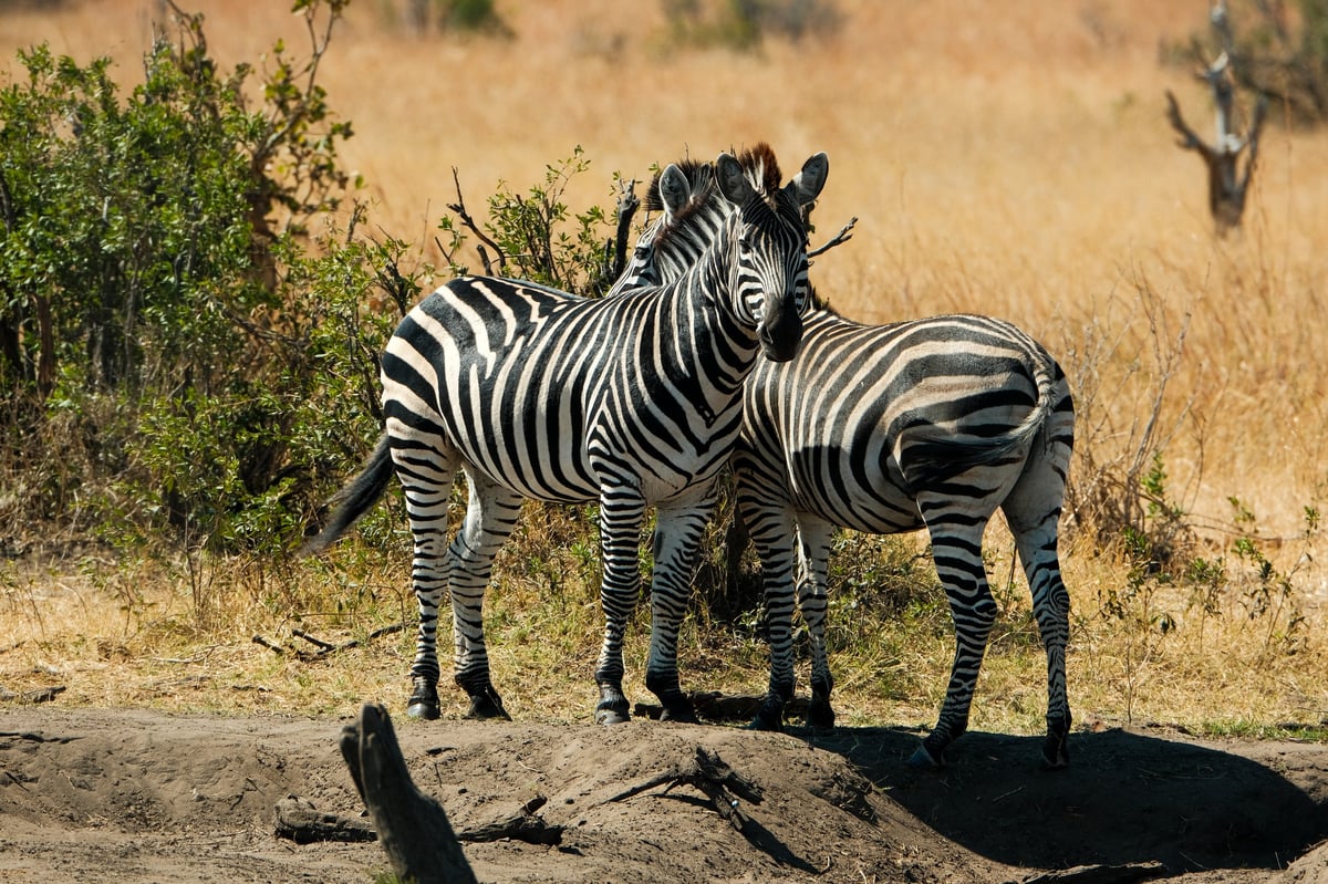 Two zebras at a water hole in Hwange National Park